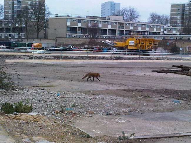A London fox wandering